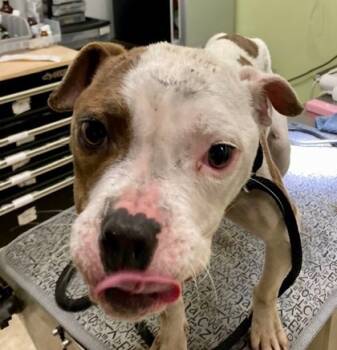 Rescue Mixed Breed Dogs for Adoption in Cincinnati, Ohio - Honey Bun | PetCurious