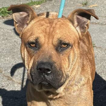 Dennis | Bandit -  Shar Pei and Boxer Dog for Adoption in Jacksonville, Arkansas - Dennis | Bandit | PetCurious