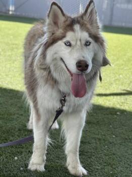 Subawoo -  Husky and Mixed Breed Dog for Adoption in Fresno, California - Subawoo | PetCurious