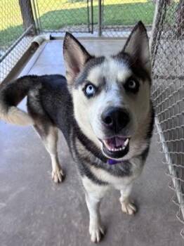 Everest -  Husky and Mixed Breed Dog for Adoption in Bloomsburg, Pennsylvania - Everest | PetCurious