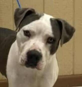Rescue American Staffordshire Terrier Dogs for Adoption in Boerne, Texas - Jake | PetCurious