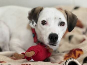 Rescue Jack Russell Terrier Dogs for Adoption in Portland, Oregon - Sonja | PetCurious