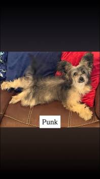 Rescue Chinese Crested Dog Dogs for Adoption in Dallas, Pennsylvania - PUNK | PetCurious