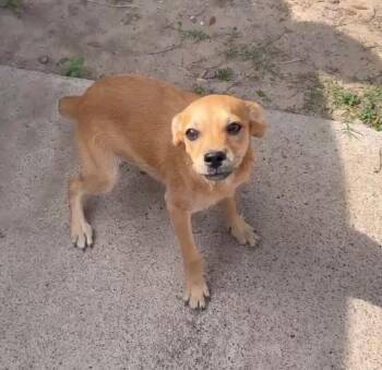 Mixed Breed Dogs Available for Adoption in Dallas, Texas - Hope | PetCurious