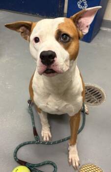 Brutus -  American Staffordshire Terrier Dog for Adoption in Ashland, Virginia - Brutus | PetCurious