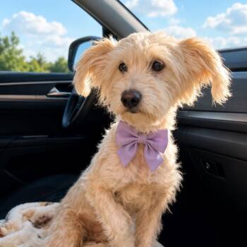 Maltese Dogs Available for Adoption in Lucas, Texas - TURBO GS | PetCurious