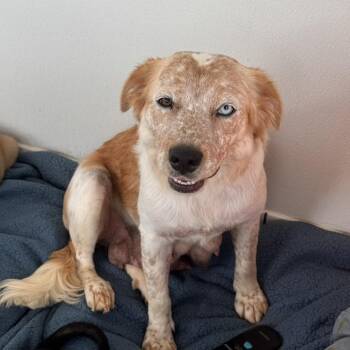 Irie -  Cattle Dog and Mixed Breed Dog for Adoption in Tacoma, Washington - Irie | PetCurious