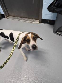 Pen 195 Elway -  Beagle Dog for Adoption in Lawrenceville, Georgia - Pen 195 Elway | PetCurious