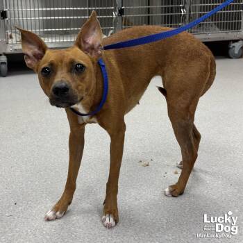 Bridget -  Terrier Dog for Adoption in Washington, District Of Columbia - Bridget | PetCurious