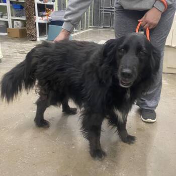 Mixed Breed Dogs Available for Adoption in Corbin, Kentucky - Squeak | PetCurious