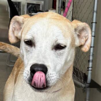 107933 -  Mixed Breed Dog for Adoption in Las Cruces, New Mexico - 107933 | PetCurious