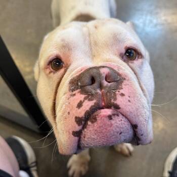 Roki -  American Bulldog Dog for Adoption in Mankato, Minnesota - Roki | PetCurious