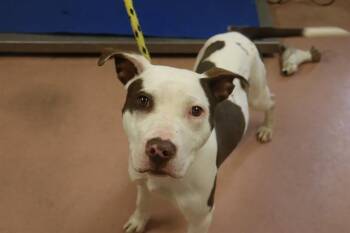 Rescue Mixed Breed Dogs for Adoption in Columbia, South Carolina - TOSTADA | PetCurious