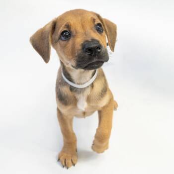 Rescue German Shepherd Dog Dogs for Adoption in Long Beach, California - Kos | PetCurious