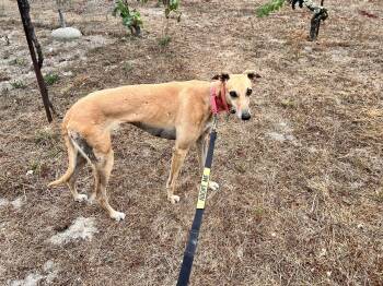 Boka -  Greyhound Dog for Adoption in Larkfield-wikiup, California - Boka | PetCurious