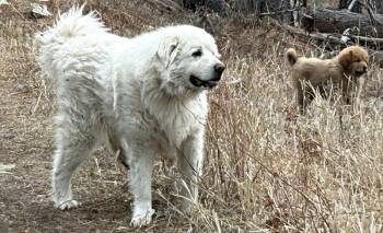 Great Pyrenees Dogs Available for Adoption - Sitka - Courtesy Listing See Info  | PetCurious