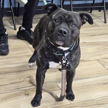 Pit Bull Terrier Dogs Available for Adoption in Newark, New Jersey - Bruce | PetCurious