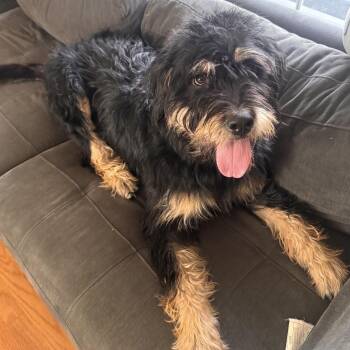Cookie -  Goldendoodle and Rottweiler Dog for Adoption in Wrightstown, New Jersey - Cookie | PetCurious