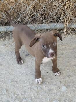 DaVinci -  Pit Bull Terrier and Boston Terrier Dog for Adoption in Bolivar, Missouri - DaVinci | PetCurious