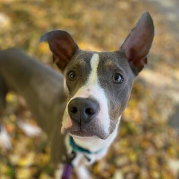 Rescue Mixed Breed Dogs for Adoption in Naperville, Illinois - Grizzly | PetCurious