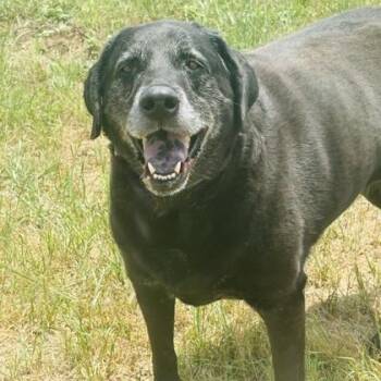 Rescue Black Labrador Retriever Dogs for Adoption in Justin, Texas - *Ellie | PetCurious