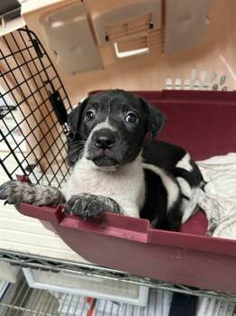 Mira -  German Shorthaired Pointer Dog for Adoption in Thousand Oaks, California - Mira | PetCurious