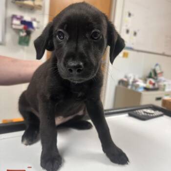 Zira -  Australian Shepherd and Labrador Retriever Dog for Adoption in Pekin, Illinois - Zira | PetCurious