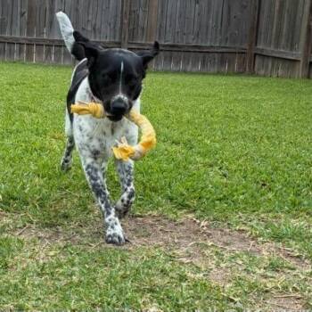 Mixed Breed Dogs Available for Adoption in Dickinson, Texas - Sienna | PetCurious