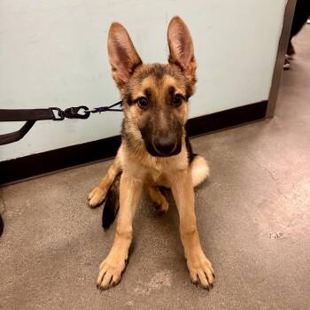 German Shepherd Dog Dogs Available for Adoption - Cash | PetCurious