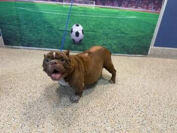 NINITA -  English Bulldog Dog for Adoption in Doral, Florida - NINITA | PetCurious