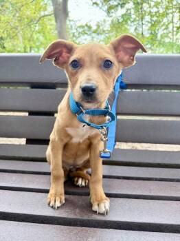 Hazelnut -  Hound Dog for Adoption in Fairfax, Virginia - Hazelnut | PetCurious