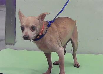 HENRY -  Chihuahua and Mixed Breed Dog for Adoption in Houston, Texas - HENRY | PetCurious