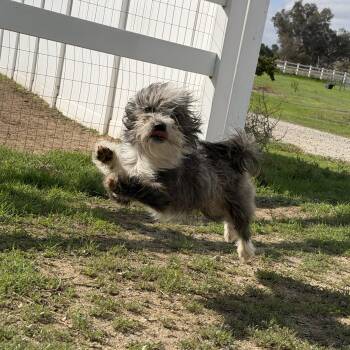Scruffy -  Maltese Dog for Adoption in Winchester, California - Scruffy | PetCurious