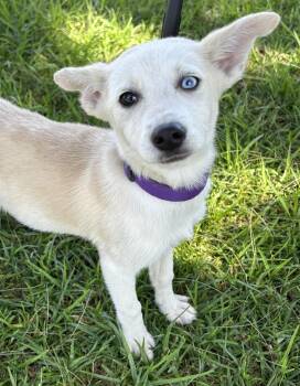 Rat Terrier Dogs Available for Adoption in Bell Gardens, California - LIA | PetCurious