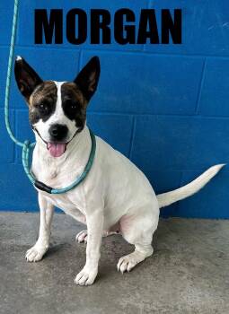 Rescue Boxer and Akita Dogs for Adoption in Snow Hill, North Carolina - Morgan | PetCurious