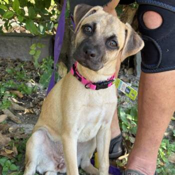 Dolly -  Pug and Retriever Dog for Adoption in San Antonio, Texas - Dolly | PetCurious