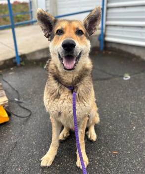PEDRO -  German Shepherd Dog Dog for Adoption in Charlotte, North Carolina - PEDRO | PetCurious