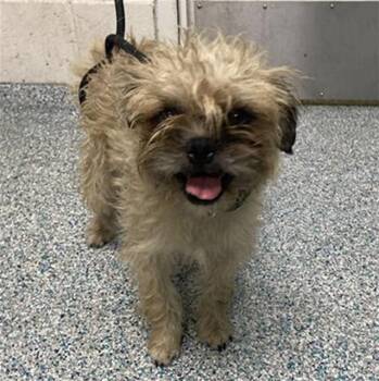 BRADLEY -  Affenpinscher and Mixed Breed Dog for Adoption in Long Beach, California - BRADLEY | PetCurious