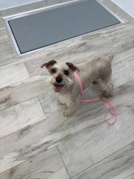 Schnauzer and Mixed Breed Dogs Available for Adoption in Largo, Florida - Bane | PetCurious