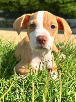 Flora -  Mixed Breed Dog for Adoption in Warner Robins, Georgia - Flora | PetCurious