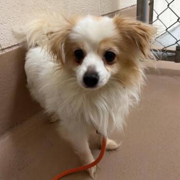 Arthur -  Papillon Dog for Adoption in Reno, Nevada - Arthur | PetCurious
