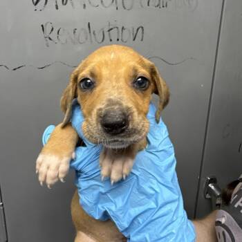 Black Mouth Cur and Treeing Walker Coonhound Dogs Available for Adoption in Hattiesburg, Mississippi - Aries | PetCurious