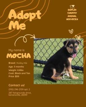 MOCHA -  Siberian Husky and Mixed Breed Dog for Adoption in Kenansville, North Carolina - MOCHA | PetCurious