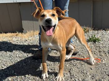 Rescue Pit Bull Terrier and Mixed Breed Dogs for Adoption in Vacaville, California - Sweet Tea | PetCurious