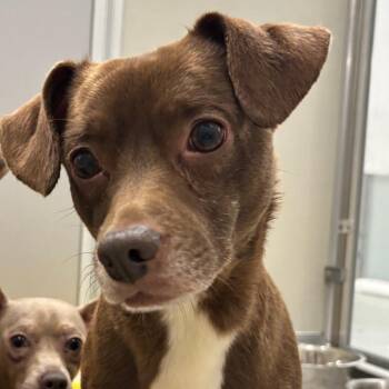 Expresso -  Chihuahua Dog for Adoption in Oak Brook, Illinois - Expresso | PetCurious