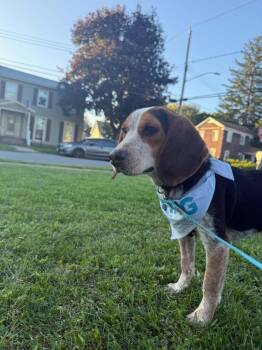 Eagle -  Beagle Dog for Adoption in Sprakers, New York - Eagle | PetCurious