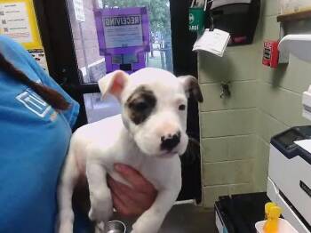 Australian Cattle Dog Blue Heeler and German Shepherd Dog Dogs Available for Adoption in Tulsa, Oklahoma - KATIE | PetCurious