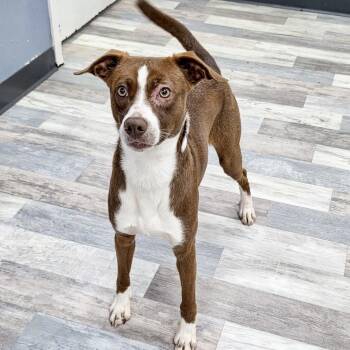 Ryder -  Mixed Breed and Labrador Retriever Dog for Adoption in Houston, Texas - Ryder | PetCurious