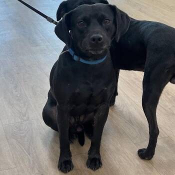 Obsidian -  Black Labrador Retriever and Beagle Dog for Adoption in Lyndhurst, Virginia - Obsidian | PetCurious