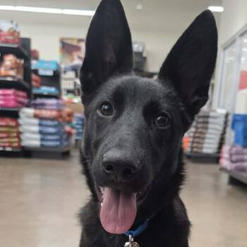 German Shepherd Dog Dogs Available for Adoption in Greeneville, Tennessee - Lucas (6mo PUPPY) | PetCurious